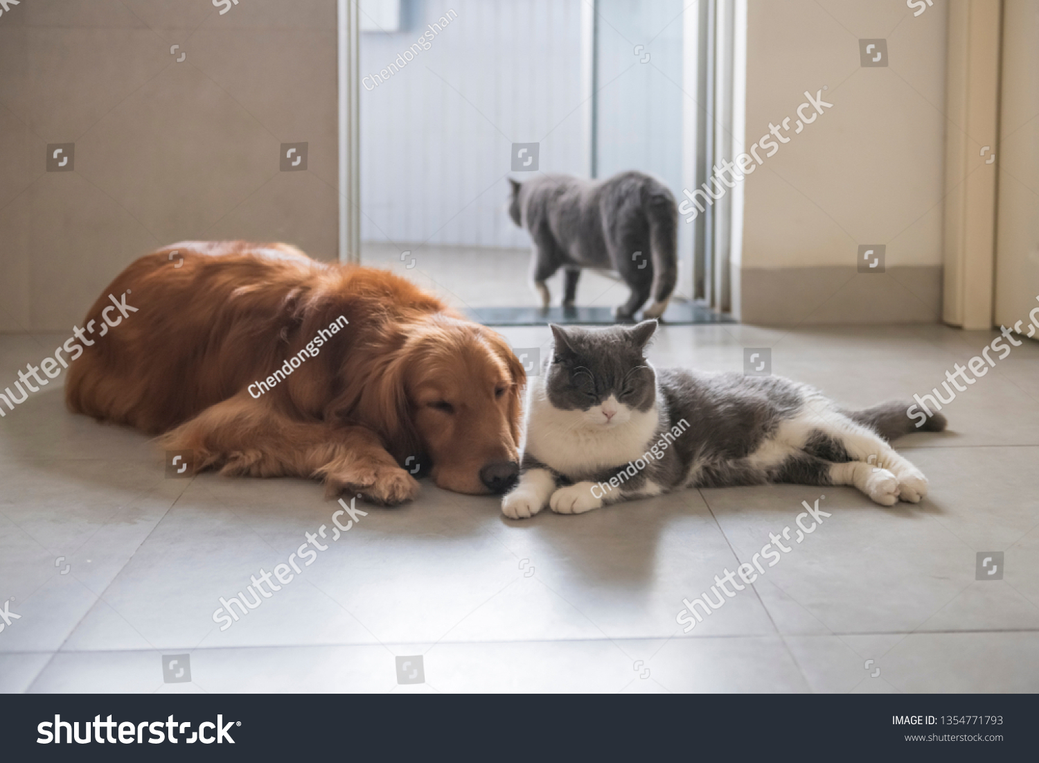 British Shorthaired Cats Golden Retriever Dogs Stock Photo Edit