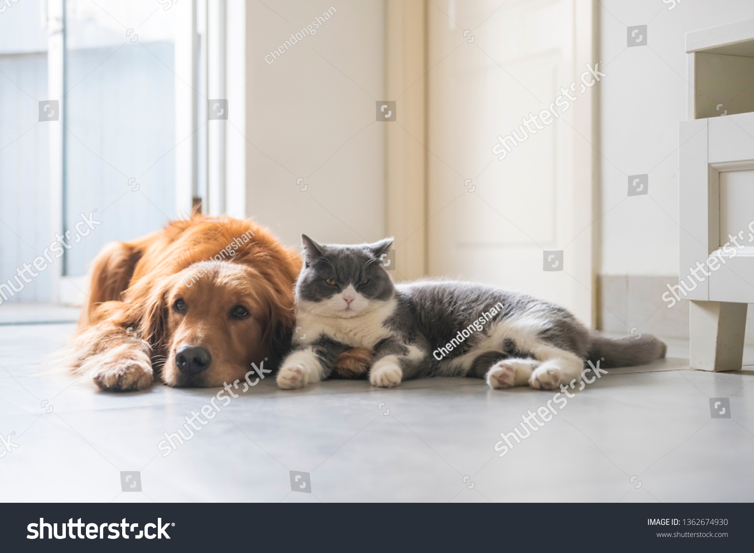 British Shorthaired Cats Golden Retriever Dogs Stock Photo Edit