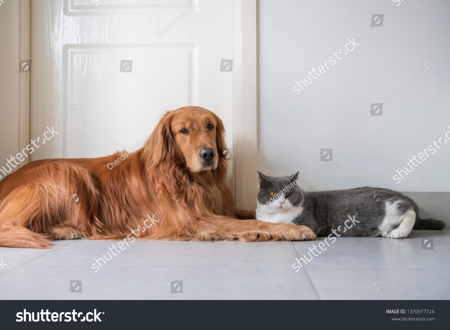 British Shorthaired Cats Golden Retriever Dogs Stock Photo Edit