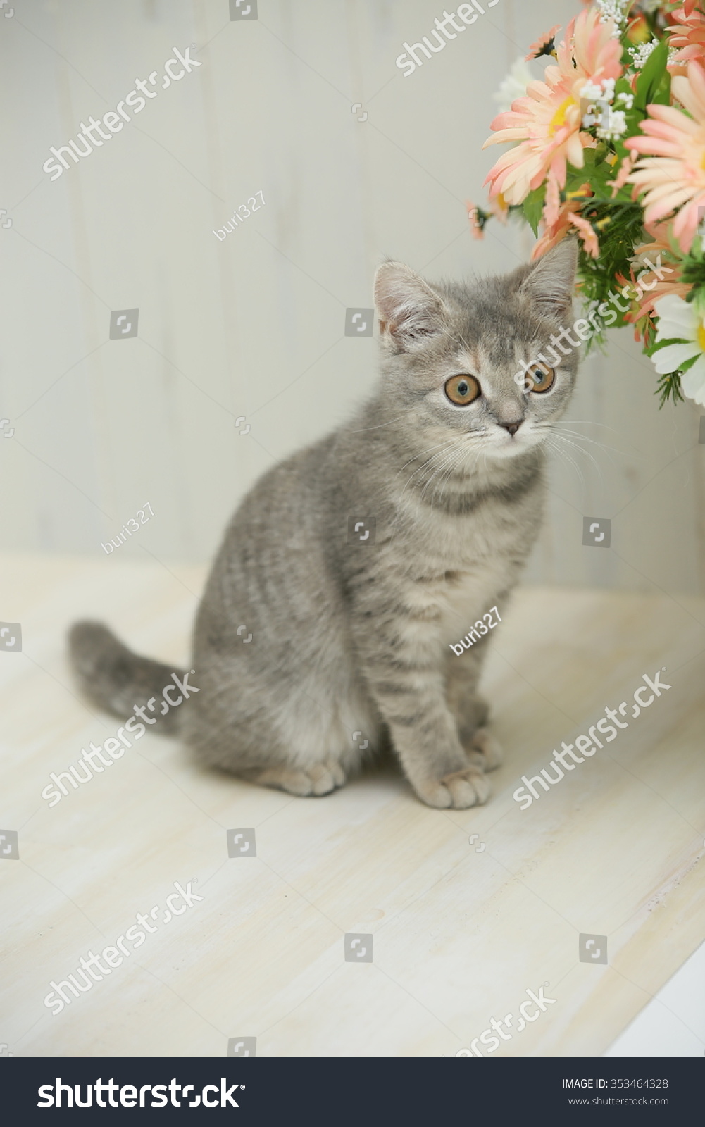 British Shorthair Blue Patched Tabby Stock Image Download Now