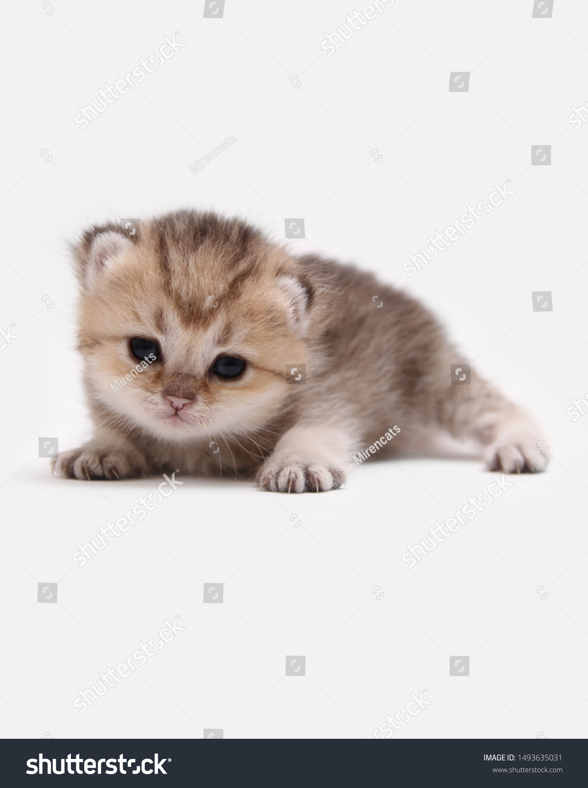 British Shorthair Bri Black Golden Ticked Stock Photo Edit Now