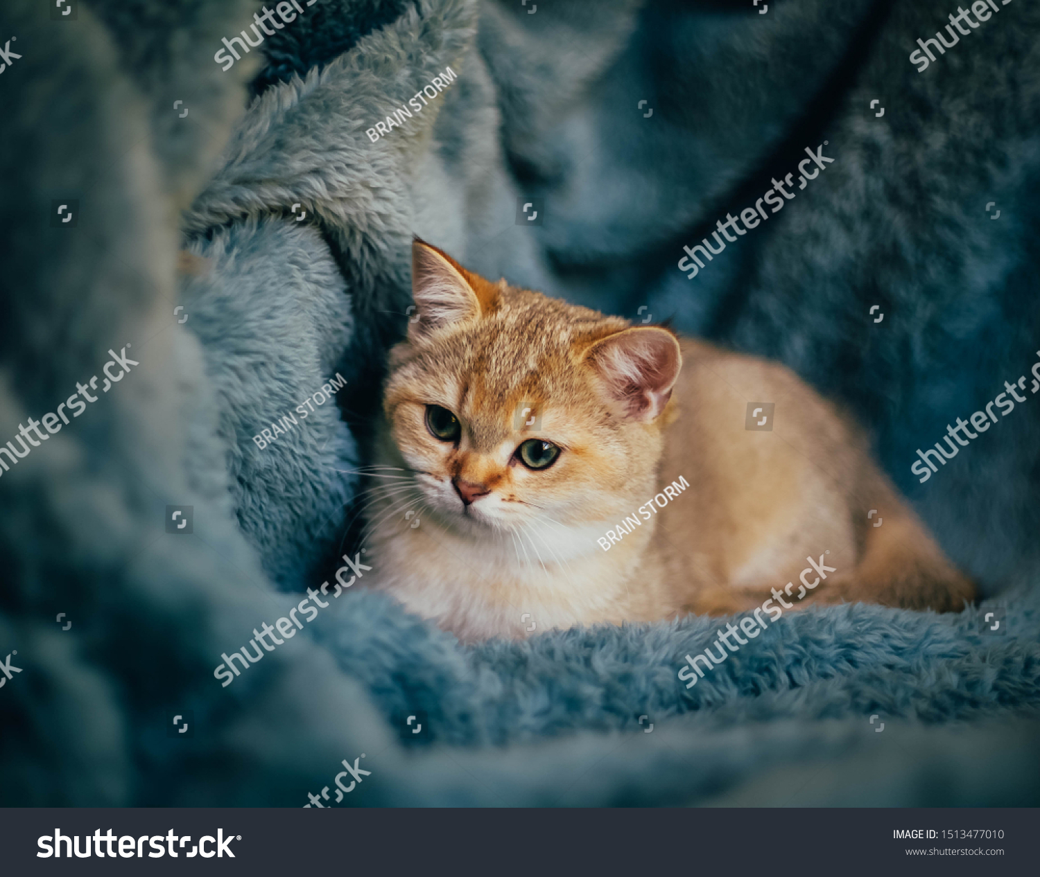 British Shorthair Cat Golden Chinchilla Color Stock Image