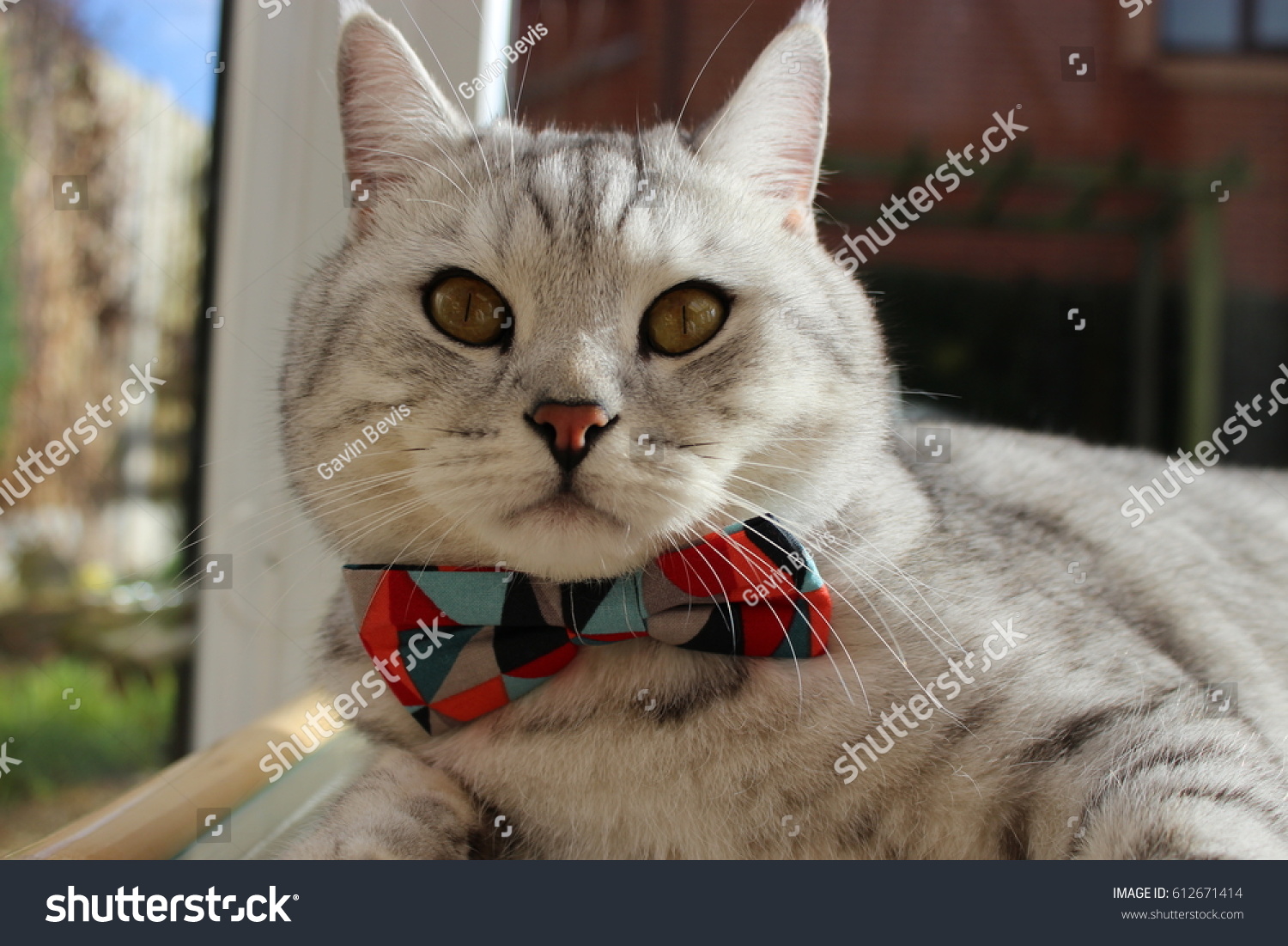 British Shorthair Cat Bow Tie Stock Photo Edit Now 612671414