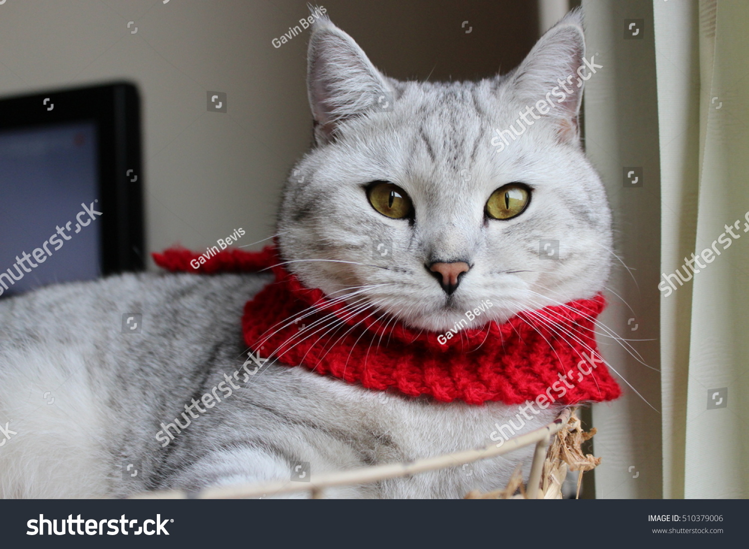 cat winter scarf