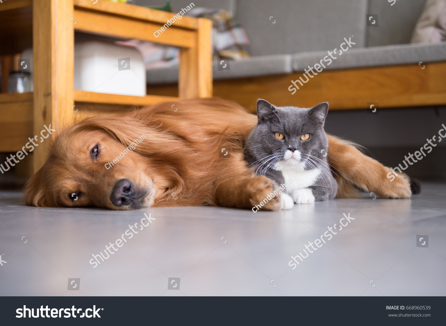 British Shorthair Cats Golden Retriever Animals Wildlife Stock