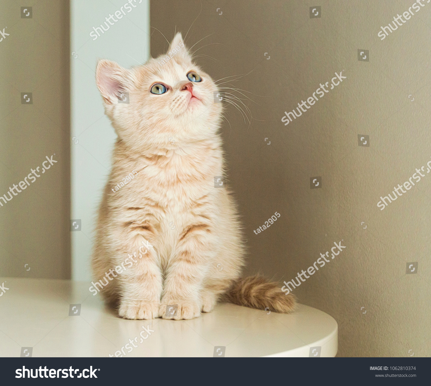 British Shorthair Kitten Cream Color On Stock Image Download Now