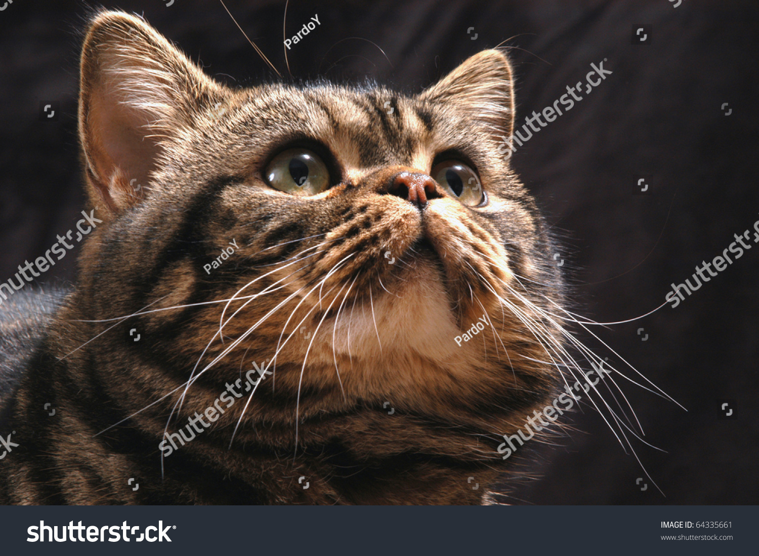 British Shorthair Tabby Cat Studio Black Royalty Free Stock Image