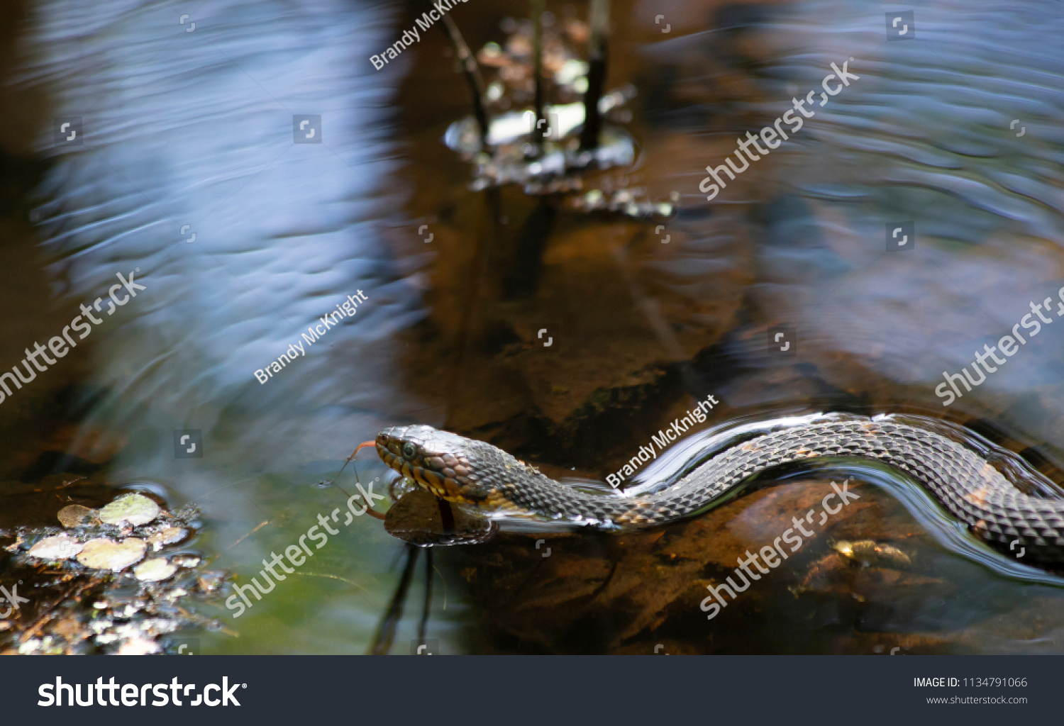 Broadbanded Water Snake Nerodia Fasciata Confluens Stock Photo ...