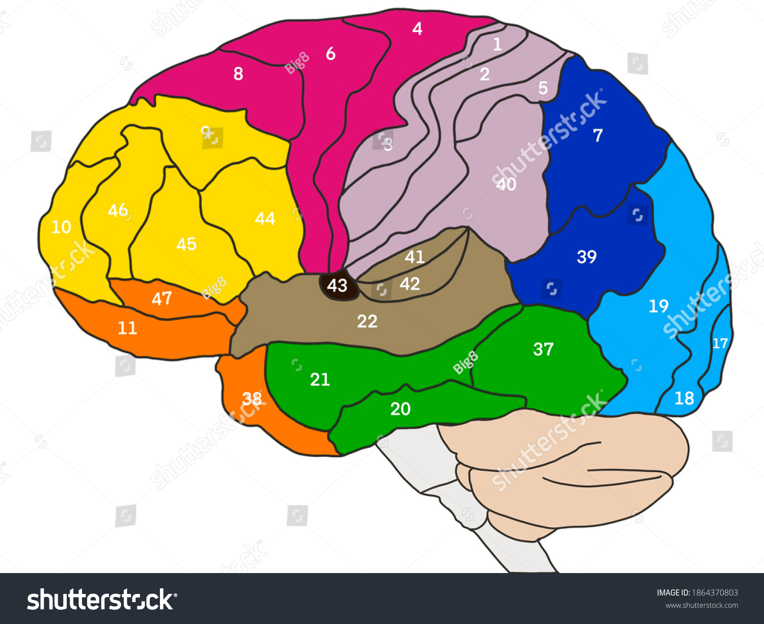 Mapa De Brodmann Corteza Cerebral Cerebral Corteza Images