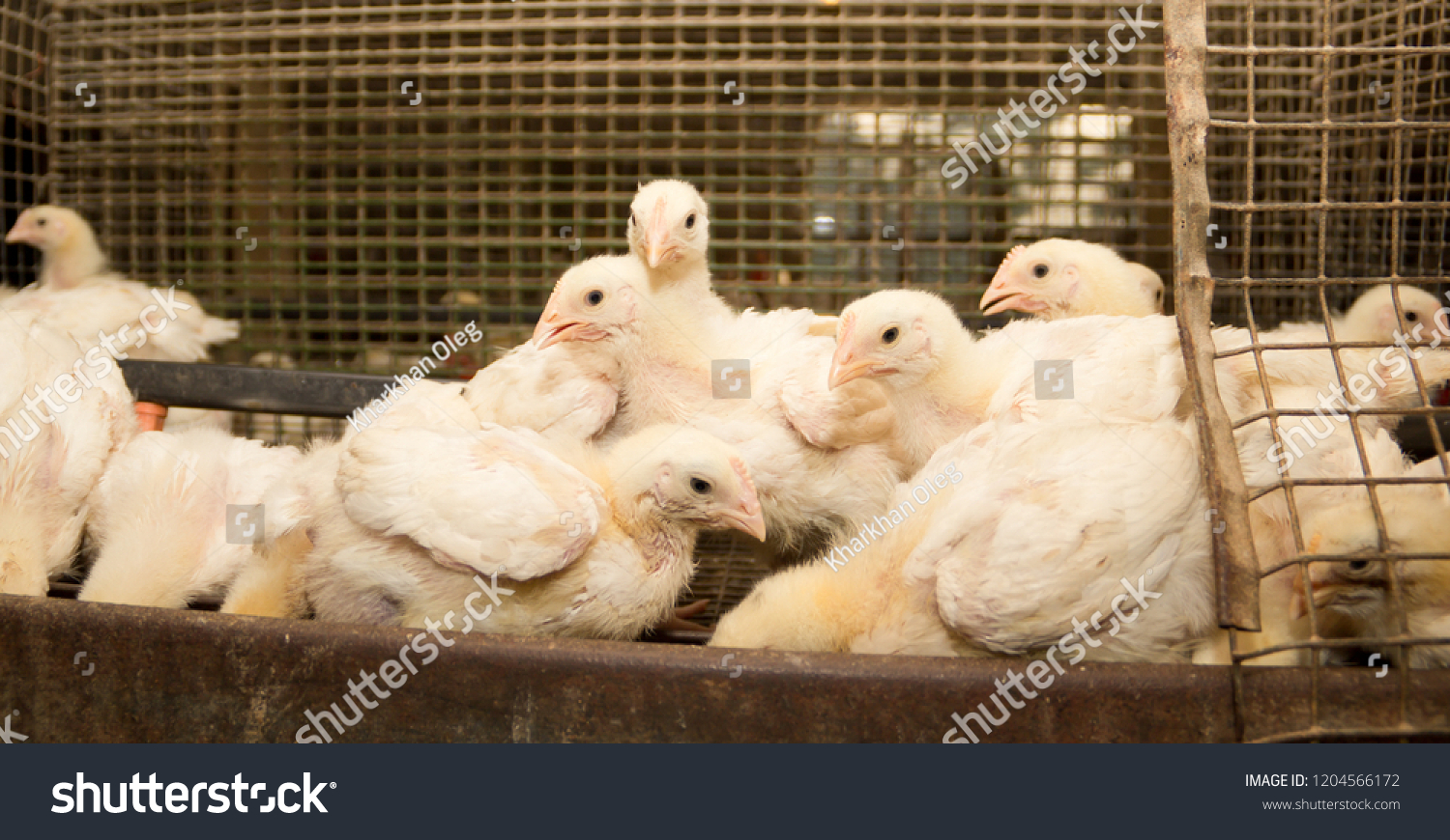 Broiler Chickens Cage Poultry Farm Industrial Stock Photo 1204566172 ...