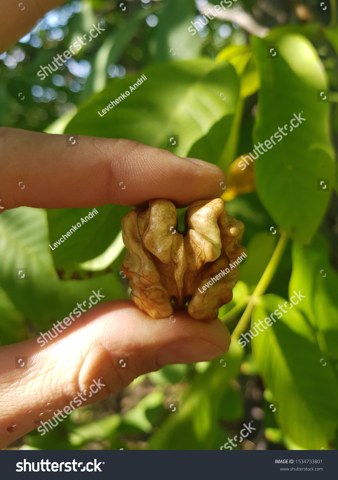Broken Nut Holding Walnut Between Fingers Stock Photo 1534733801