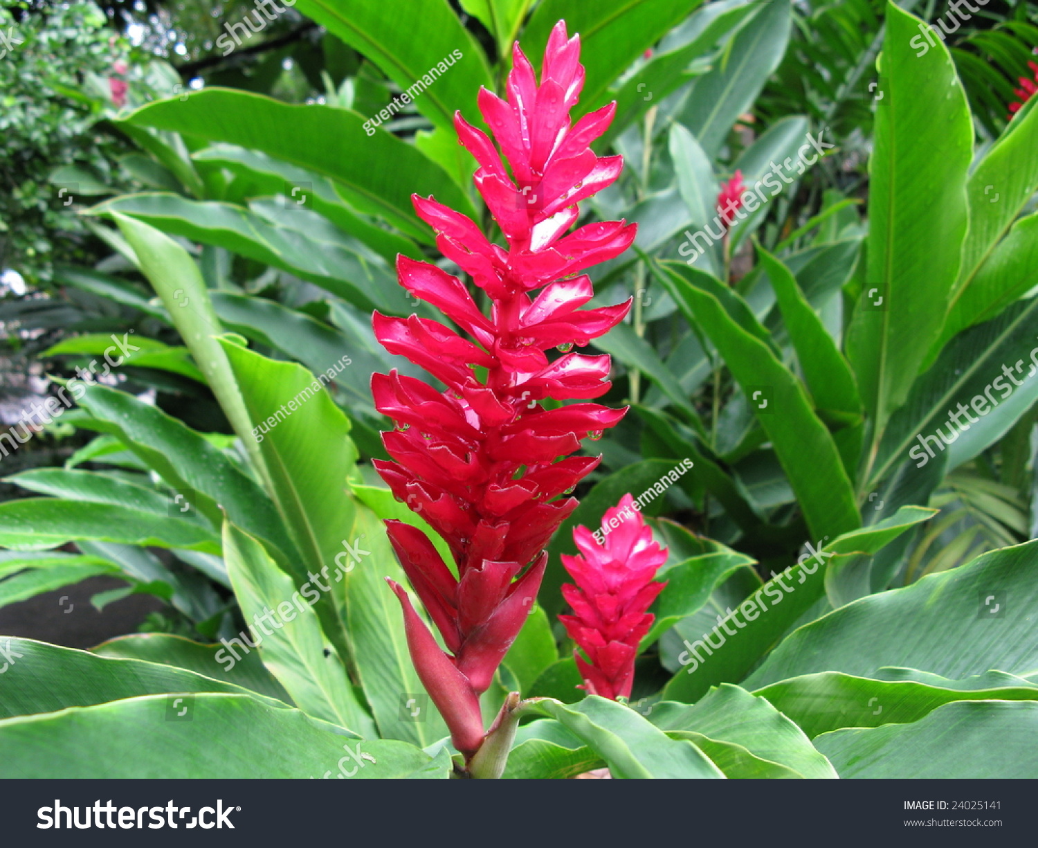 Bromeliaceae Flower, Amazon Stock Photo 24025141 : Shutterstock