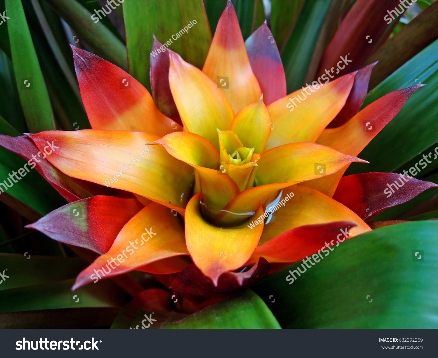 Bromeliad Guzmania Lingulata Stock Photo Edit Now 632392259