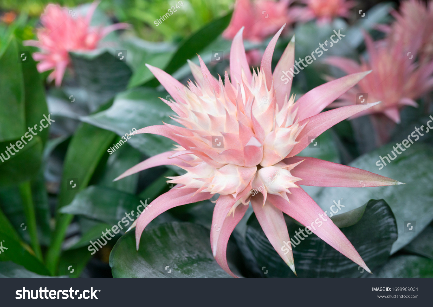 5,847 Aechmea bromeliad Images, Stock Photos & Vectors | Shutterstock