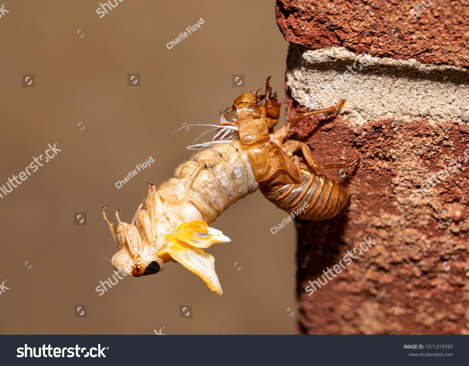 Insect exoskeleton 10 681 images, photos et images vectorielles de