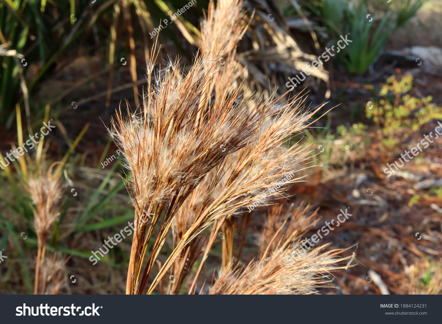 196 Andropogon Stock Photos, Images & Photography | Shutterstock