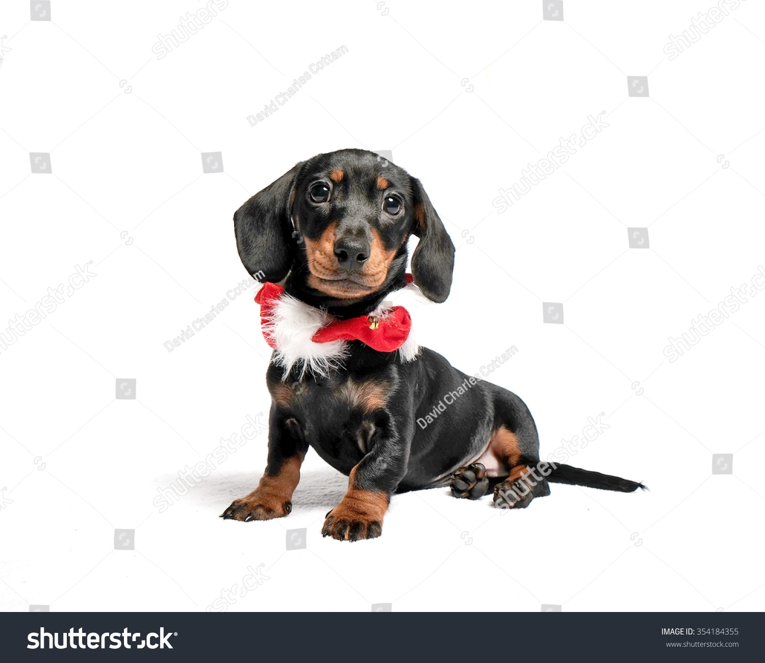 sausage dog scarf