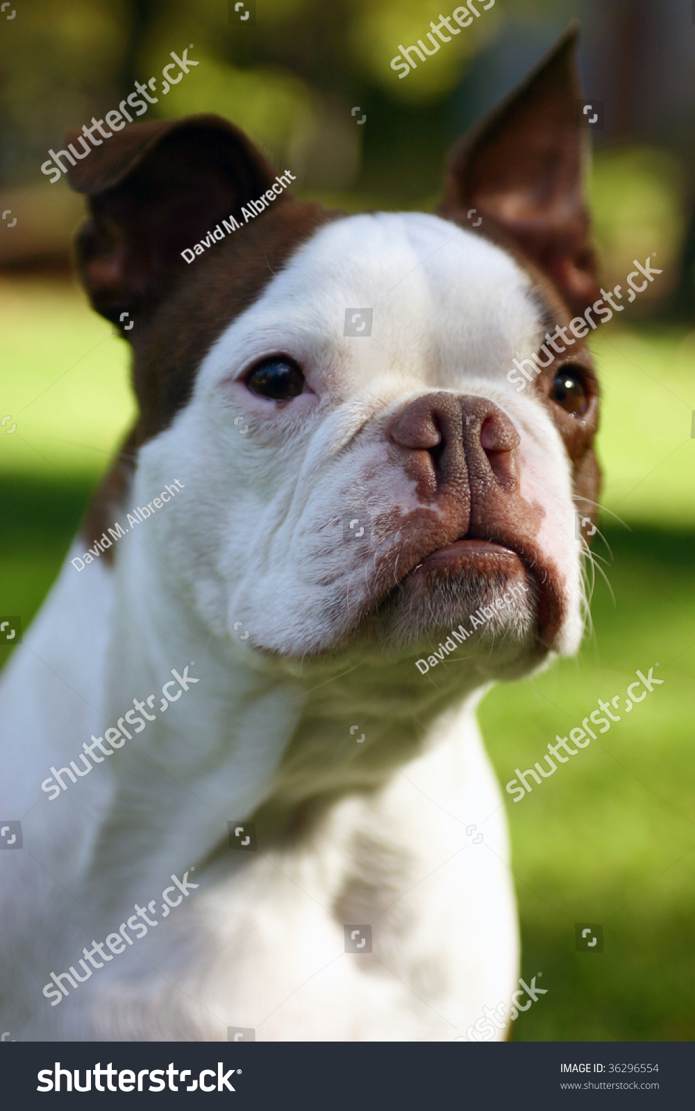What is a brown Boston terrier?