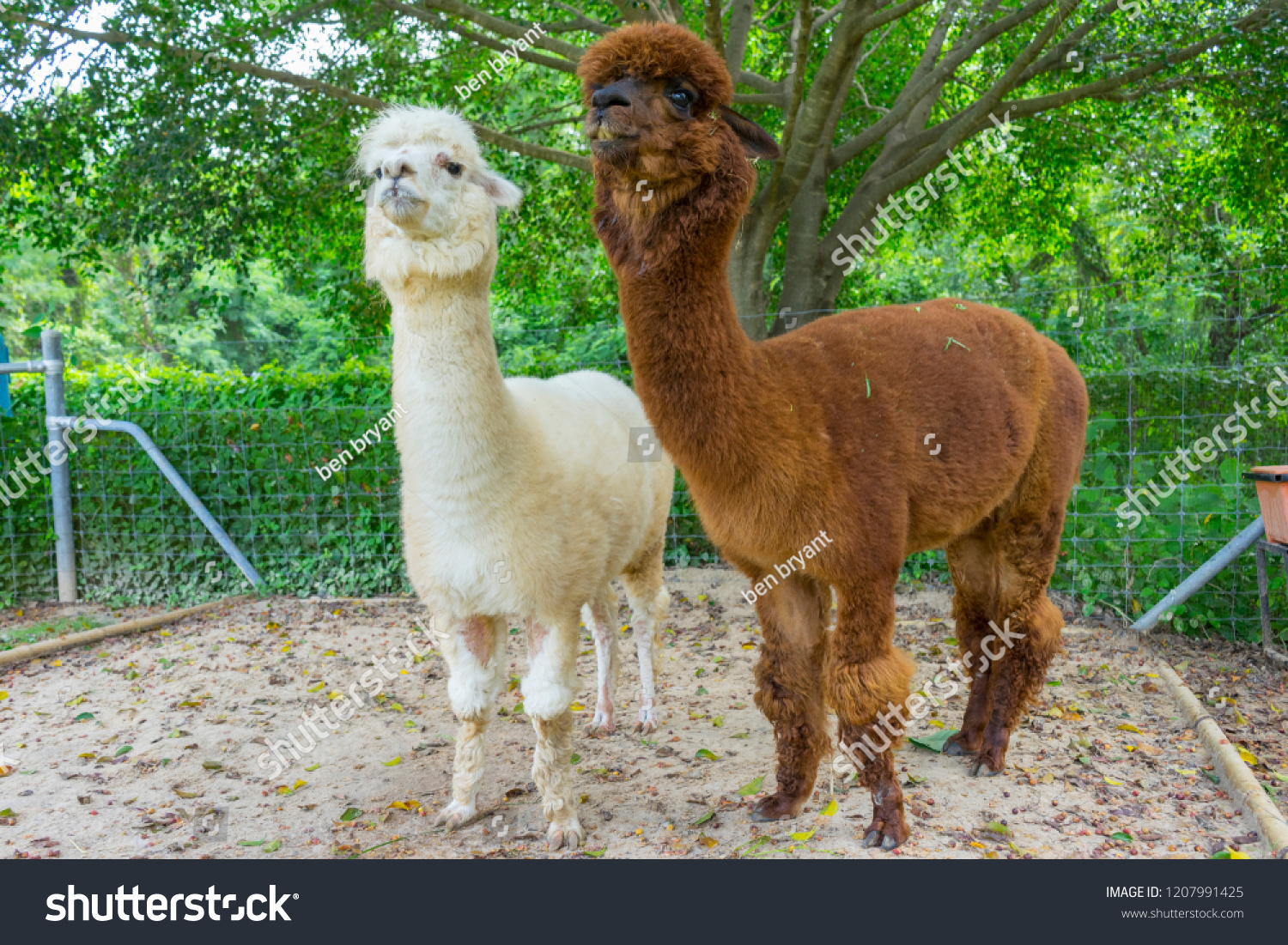 Brown White Cute Baby Alpaca Farm Stock Photo Edit Now 1207991425