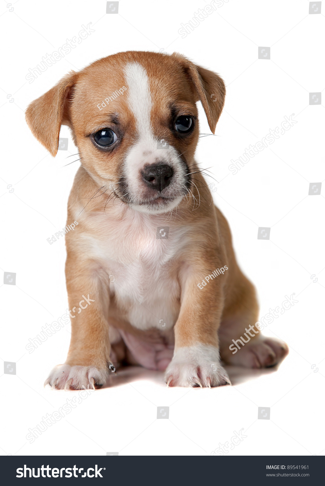 Brown And White Terrier Puppy - White Background Stock Photo 89541961 ...