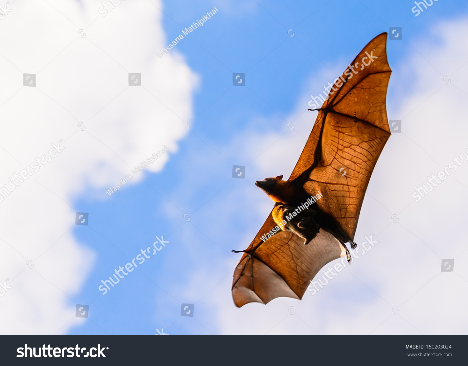 Brown Bat Flying Baby Stock Photo 150203024 - Shutterstock