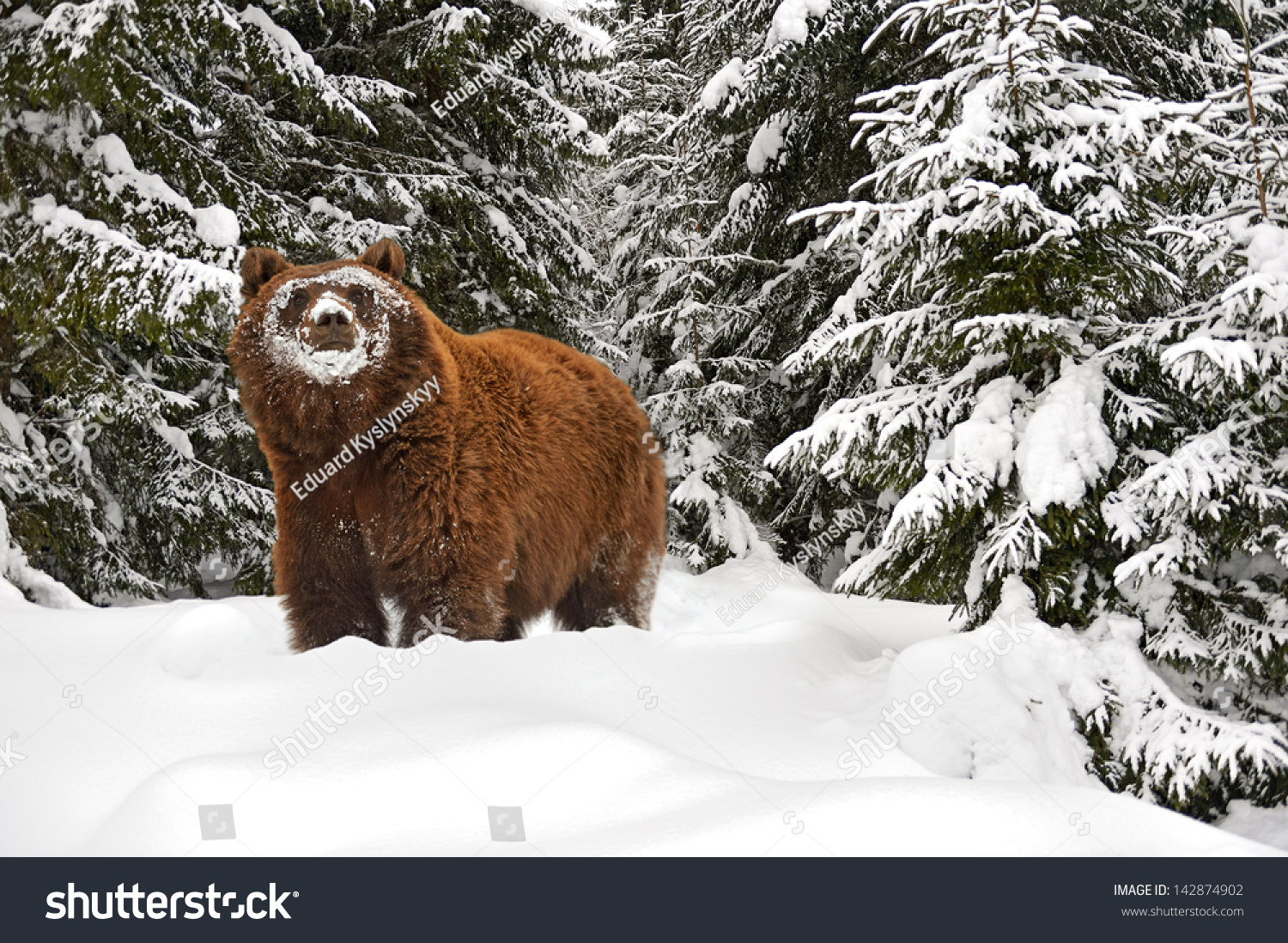 Brown Bear After Hibernation Wild Stock Photo 142874902 Shutterstock   Stock Photo Brown Bear After Hibernation In The Wild 142874902 