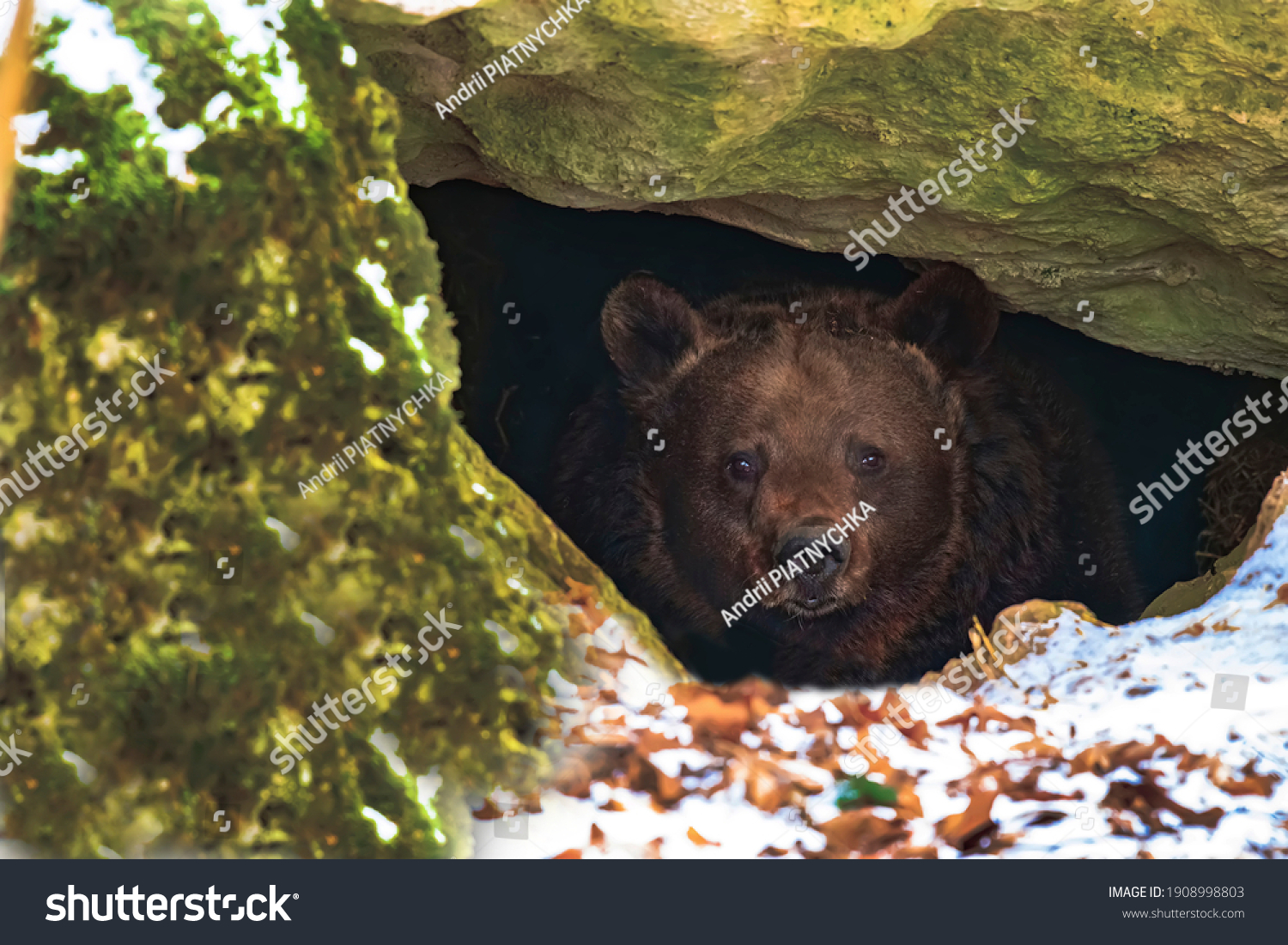 2 722 Bear Caves Images Stock Photos Vectors Shutterstock   Stock Photo Brown Bear In A Den In Its Natural Habitat 1908998803 