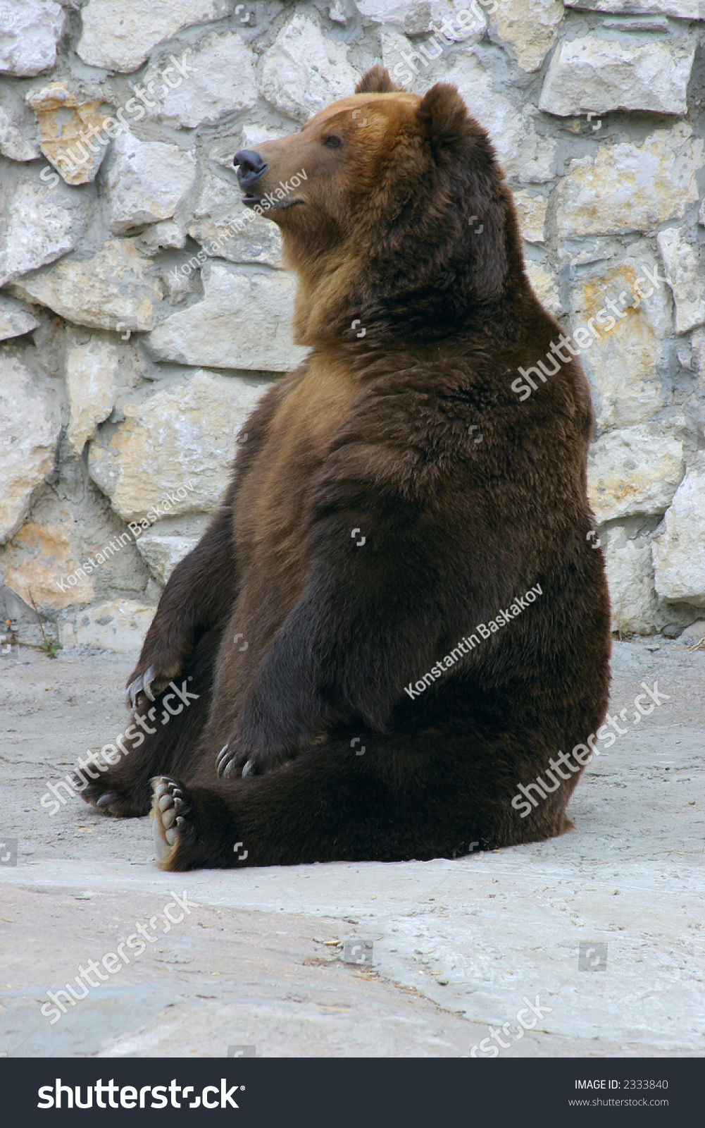 Brown Bear Sitting About A Wall Stock Photo 2333840 : Shutterstock