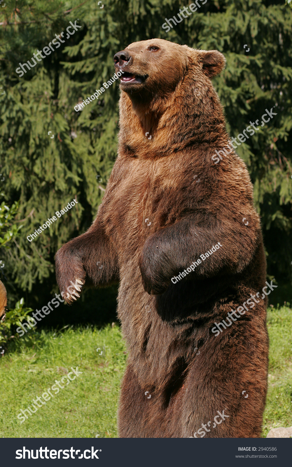 Brown Bear Upright Stock Photo 2940586 : Shutterstock