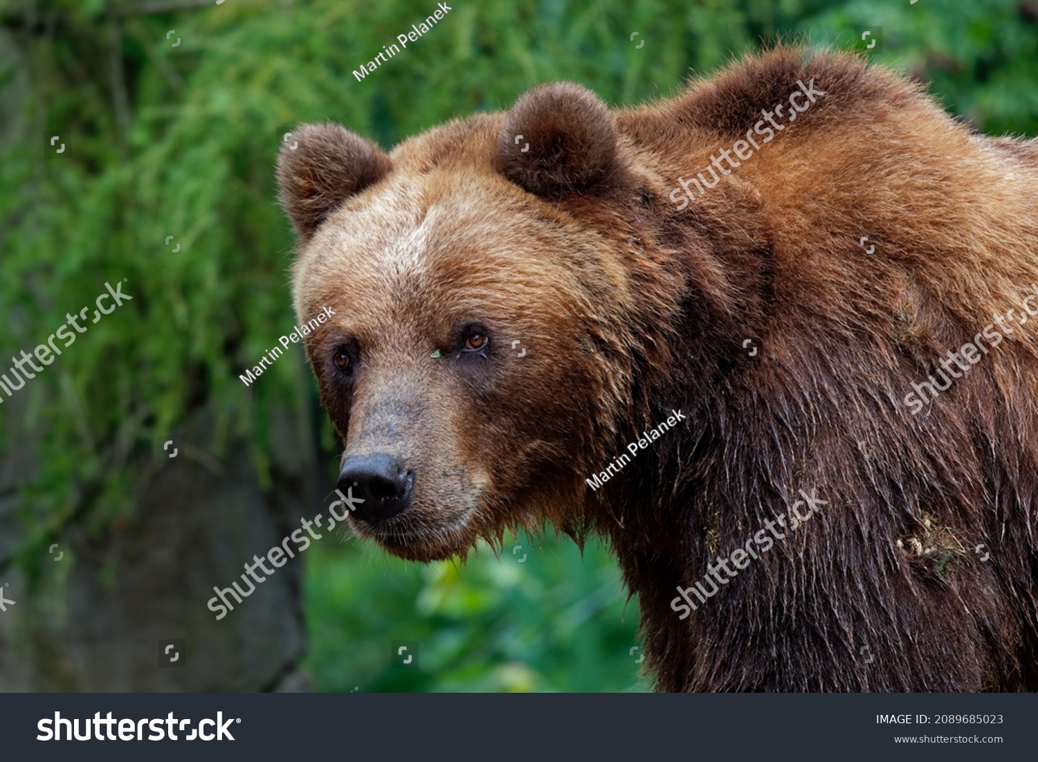 Male bear Images, Stock Photos & Vectors | Shutterstock