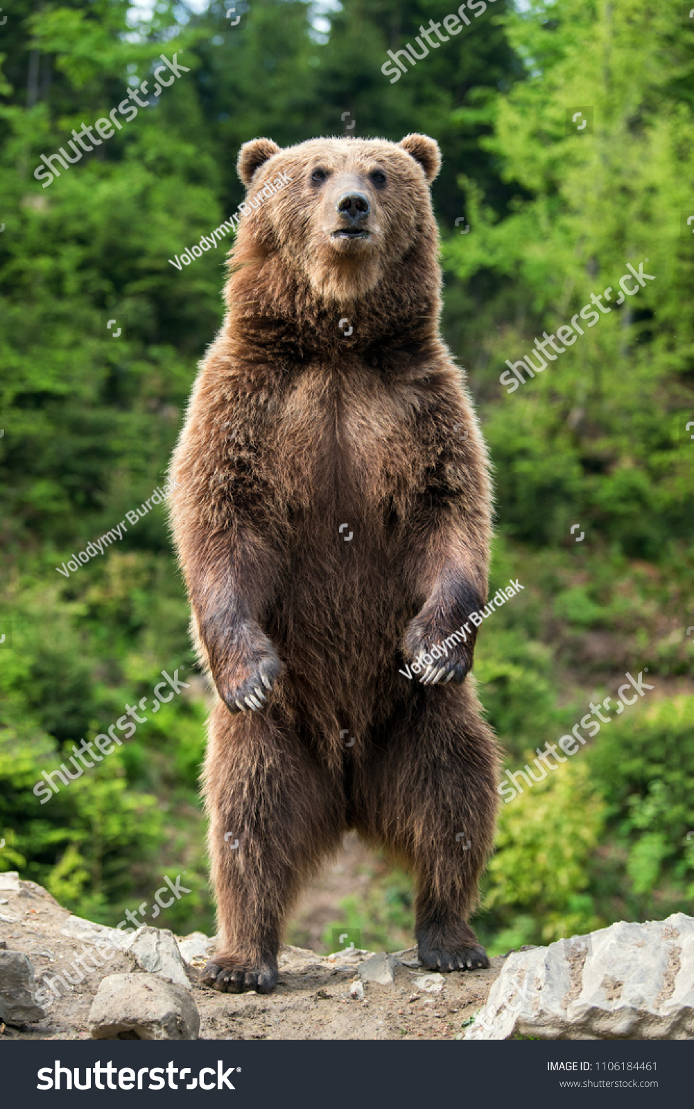 Brown Bear Ursus Arctos Standing On Stock Photo 1106184461 | Shutterstock