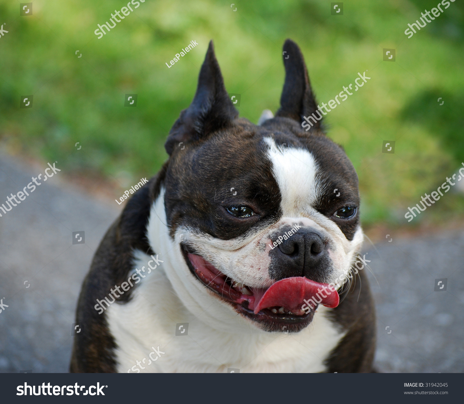 What is a brown Boston terrier?