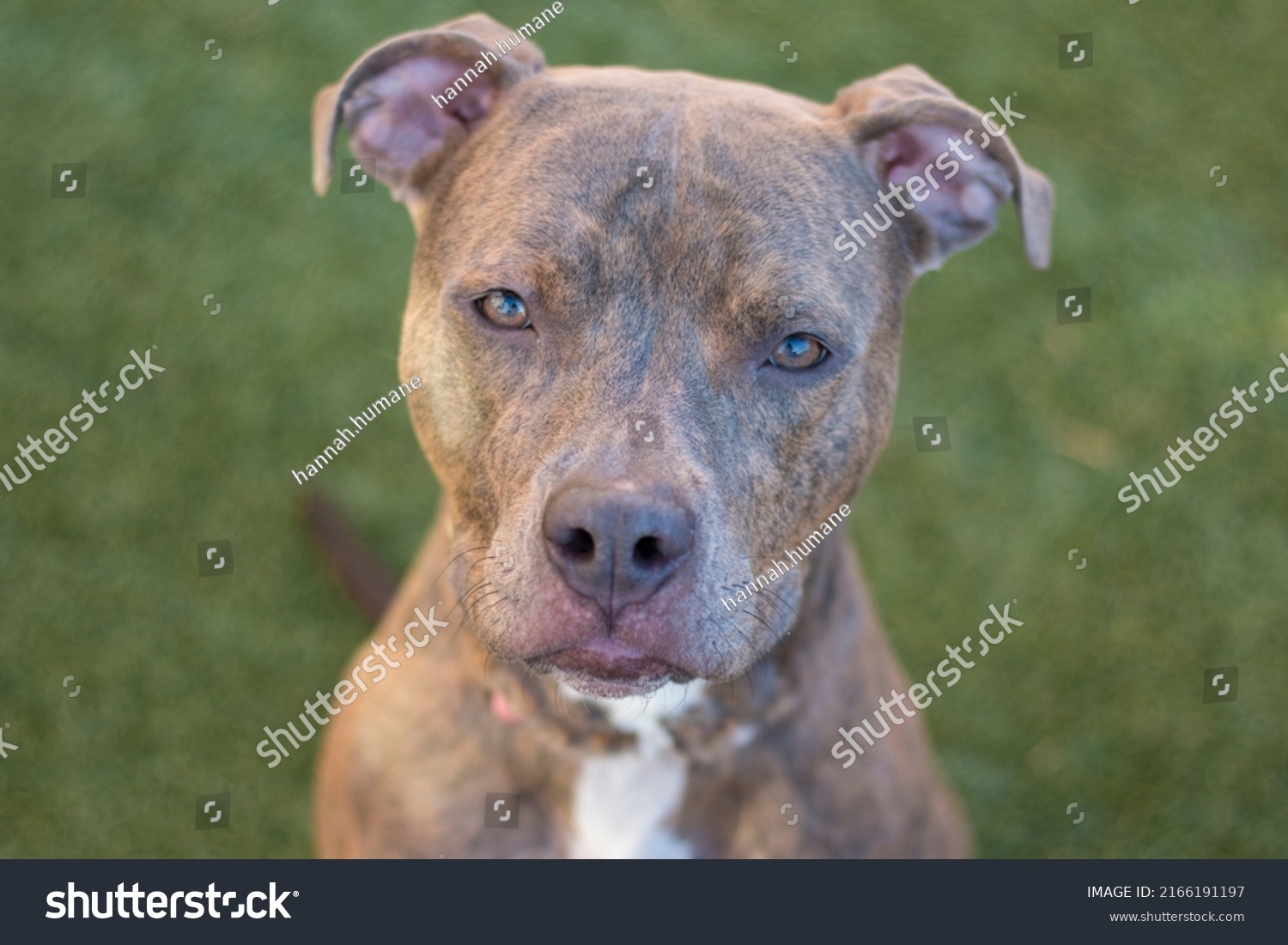 Brown Brindle White Pit Bull Staffordshire Stock Photo 2166191197 ...