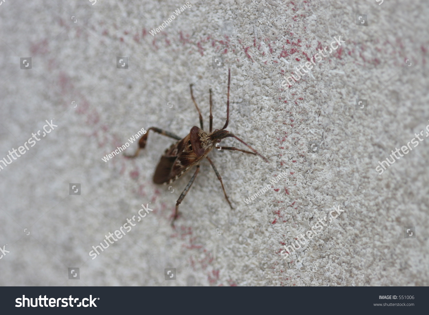 Brown Bug On Wall Stock Photo 551006 - Shutterstock