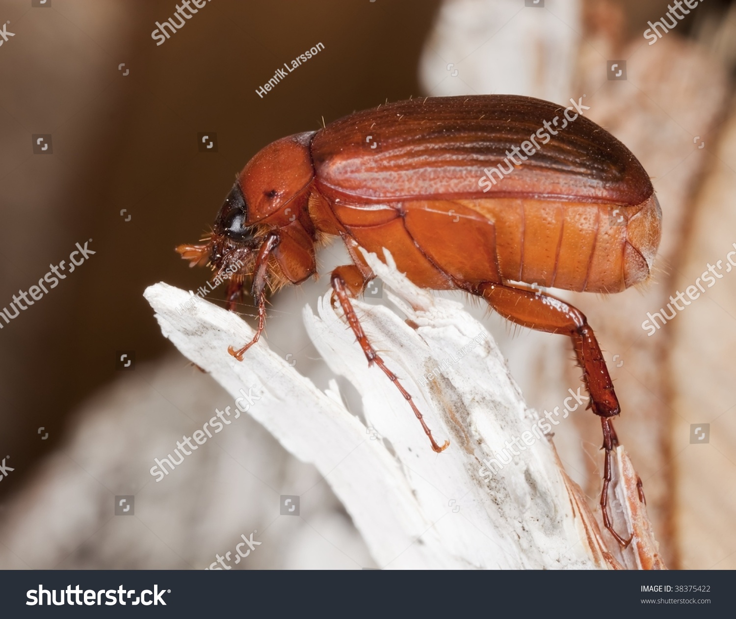 Brown Chafer, Serica Brunnea On Wood Stock Photo 38375422 : Shutterstock