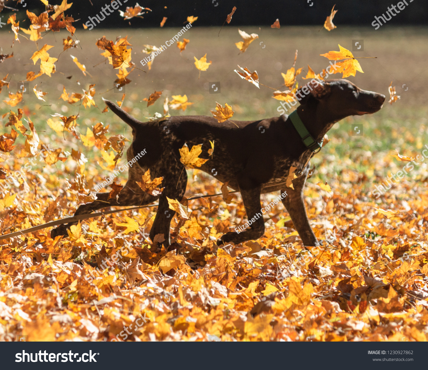 Brown Dog Running Outside Falling Leaves Stock Photo Edit Now