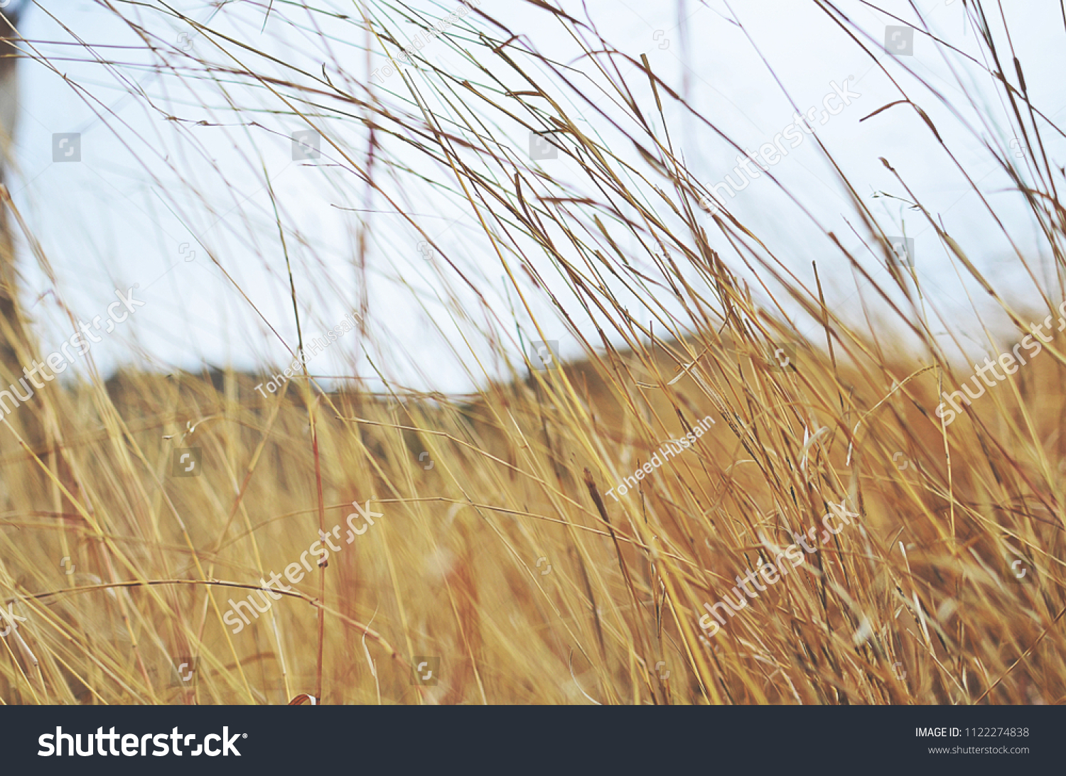 Brown Dry Grass Closeup Picture Wallpaper Stock Photo Edit Now