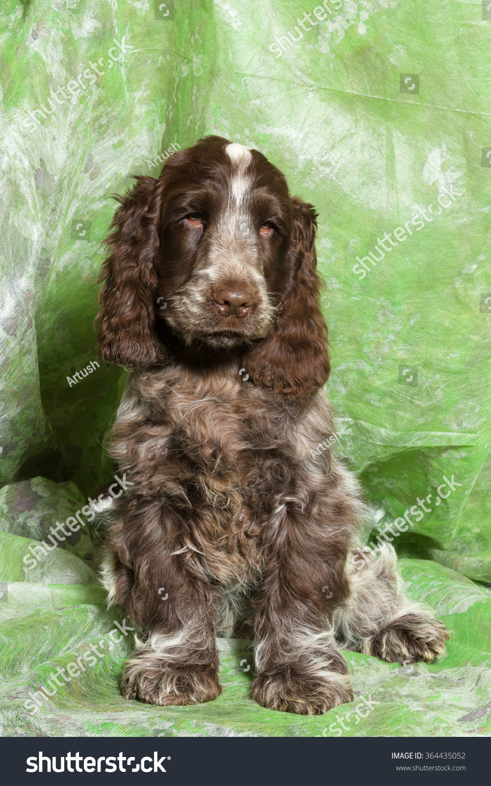 spotted cocker spaniel