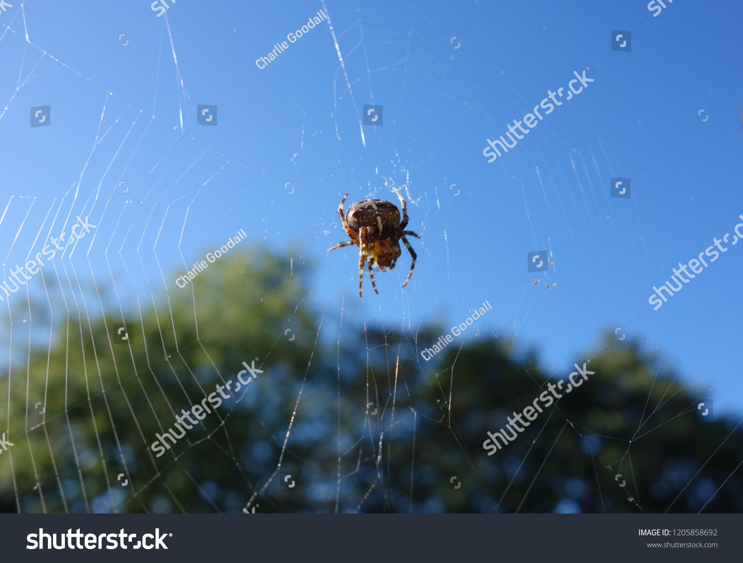 Brown Garden Spider On White Webs Stock Photo Edit Now