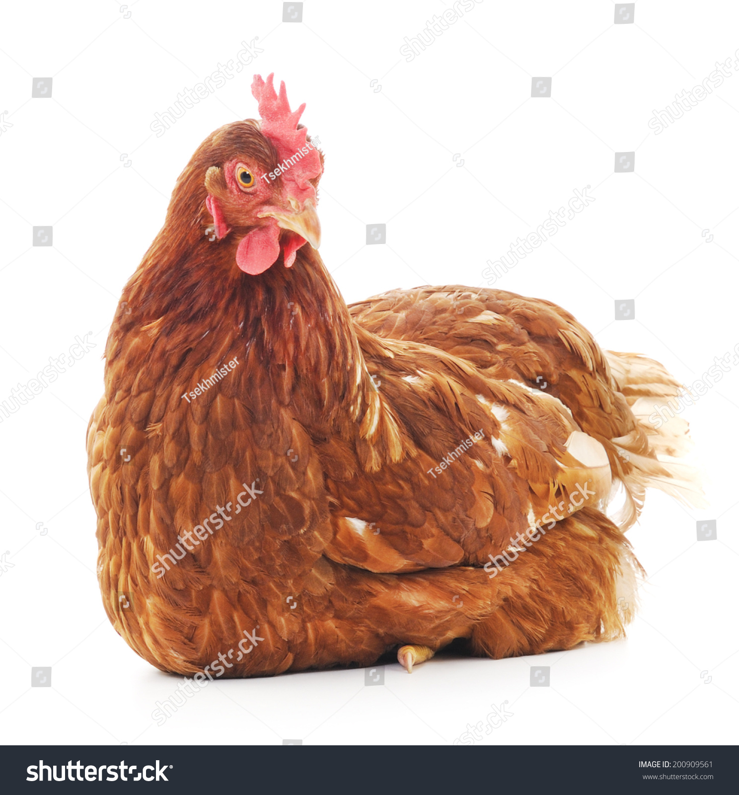 Brown Hen Isolated On White Studio Stock Photo 200909561 | Shutterstock