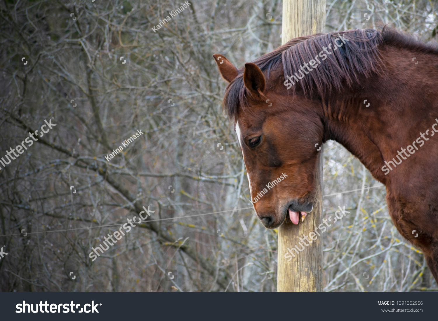 Brown Horse Bad Behavior Habit Cribbing Stock Photo Edit Now