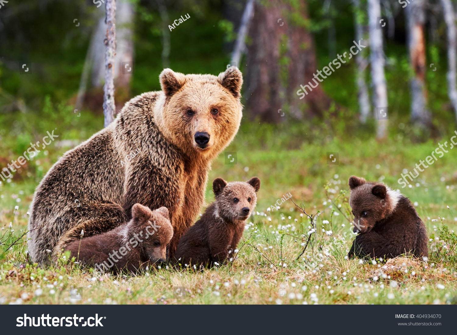 Brown Mother Bear Protecting Her Cubs Stock Photo (Edit Now) 404934070