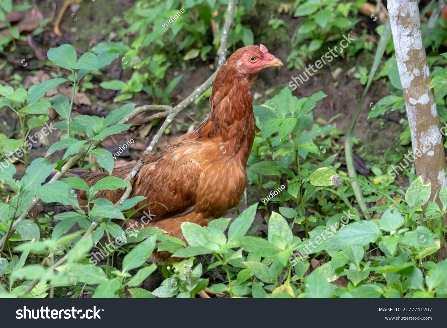 30 Bush chook Images, Stock Photos & Vectors | Shutterstock