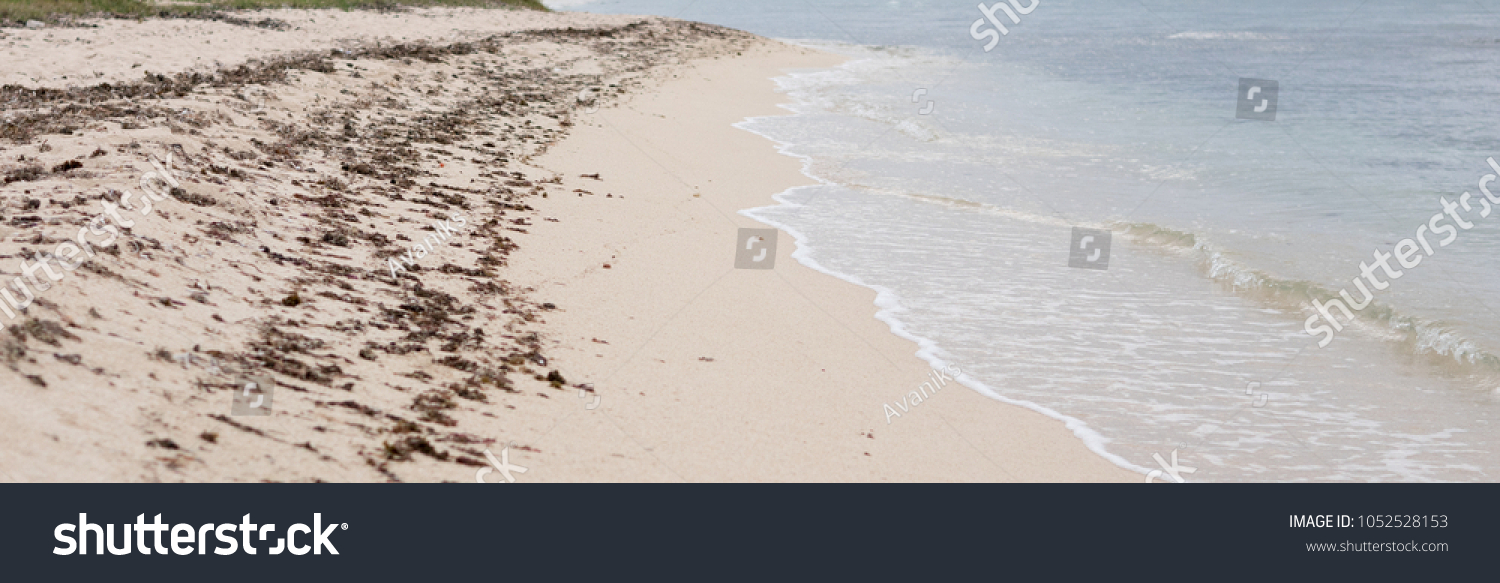 1 Brown sargassum seaweed washed on vero beach Images, Stock Photos