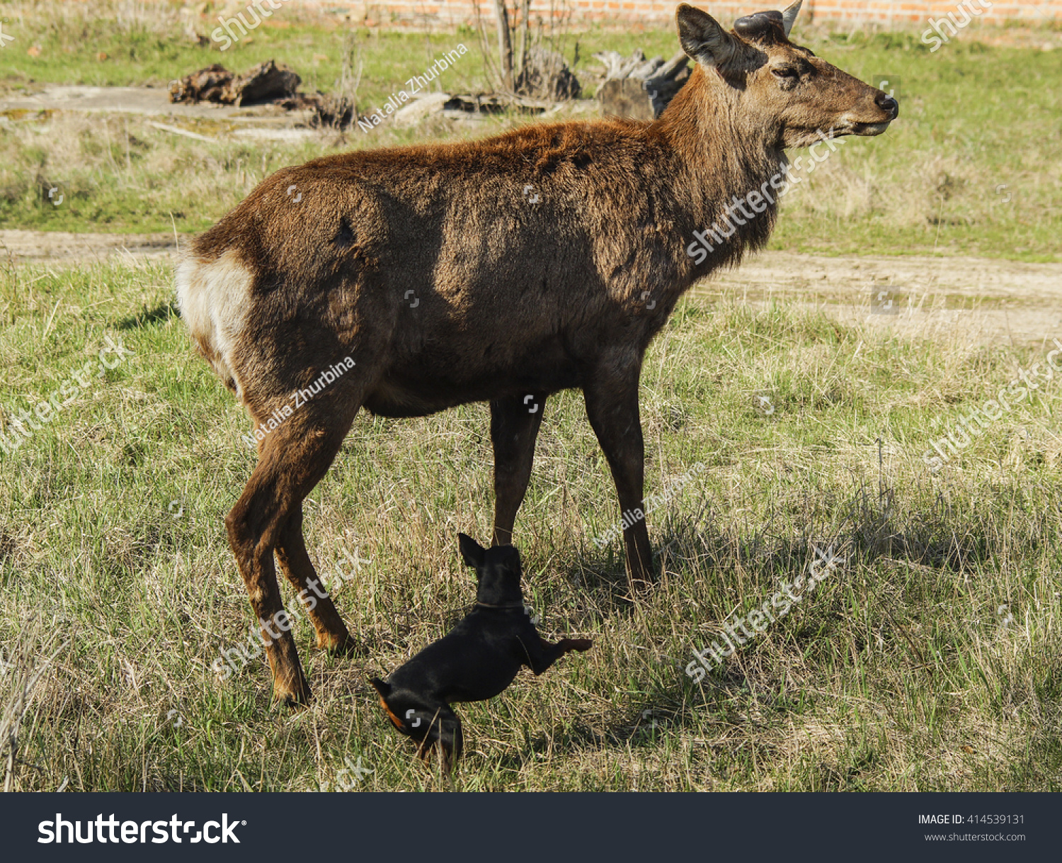 shaggy deer