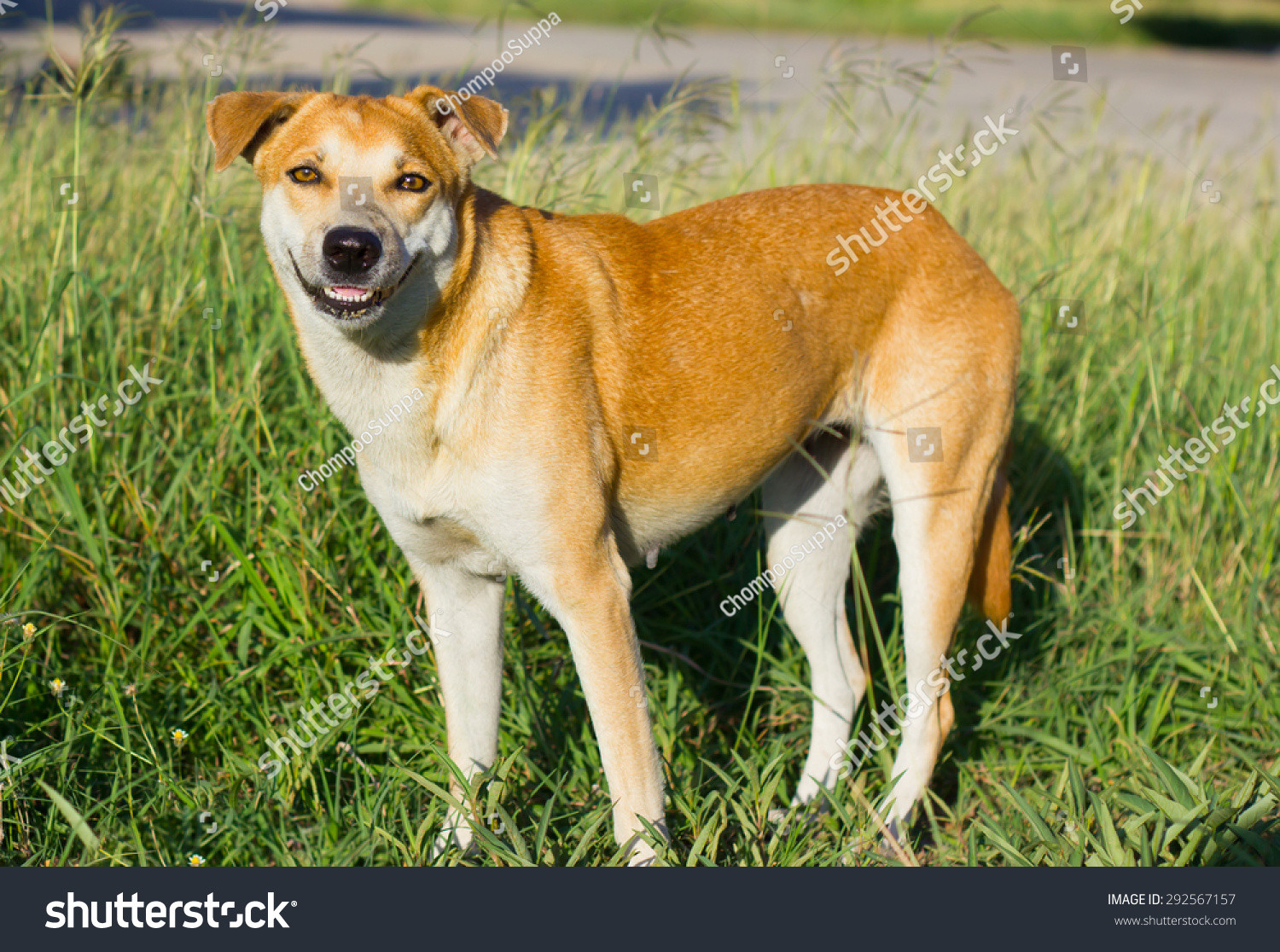 Brown Short Hair Dog Standing Position Stock Photo Edit Now 292567157