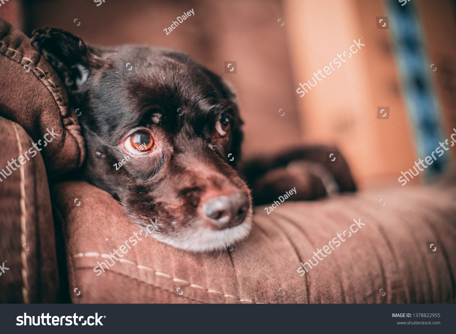 Brown Short Hair Poodle Mix Dog Stock Photo Edit Now 1378822955