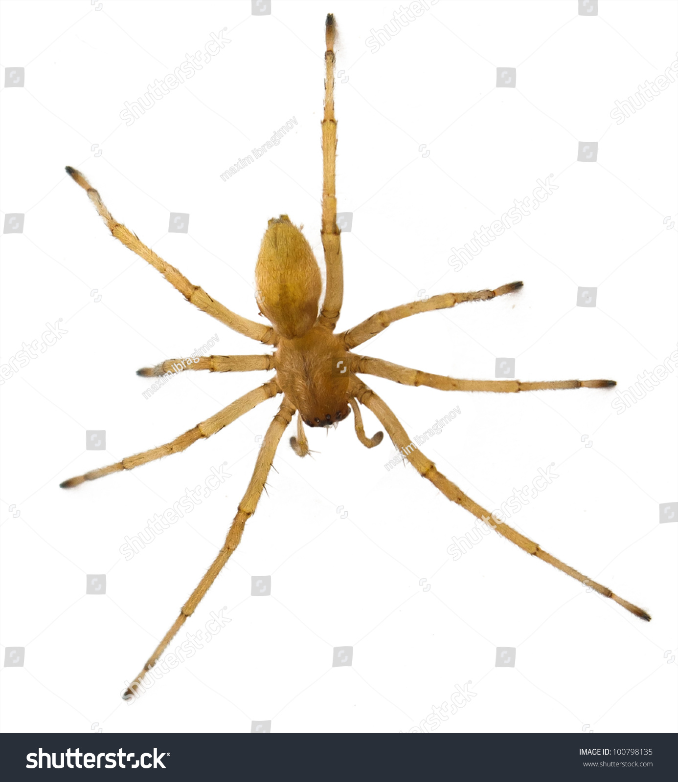 Brown Spider Russia Living (Huntsman Spiders) In House Isolated On ...