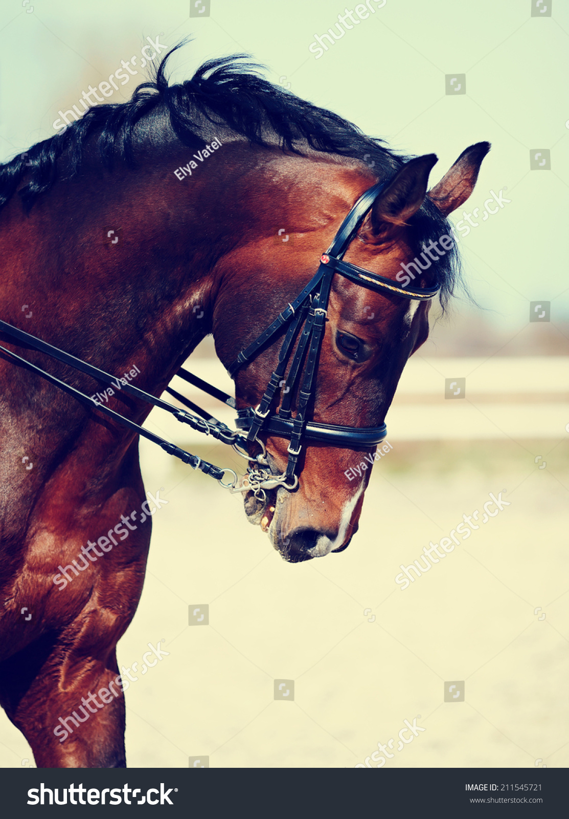 100,281 Black and brown horses Images, Stock Photos & Vectors ...