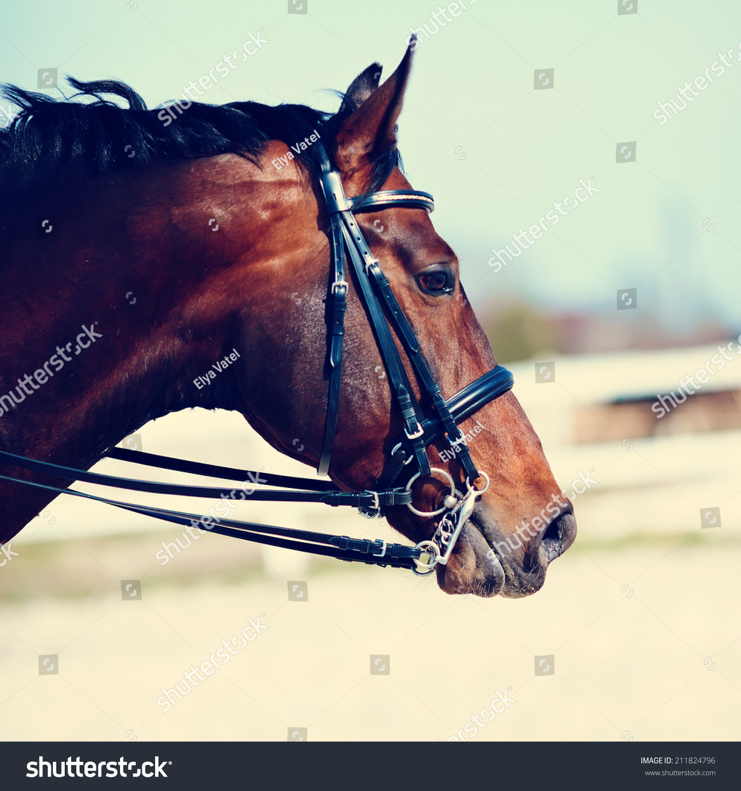 Brown Stallion. Portrait Of A Sports Brown Horse. Riding On A Horse ...